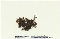 藏品(尖葉牛舌苔)的圖片